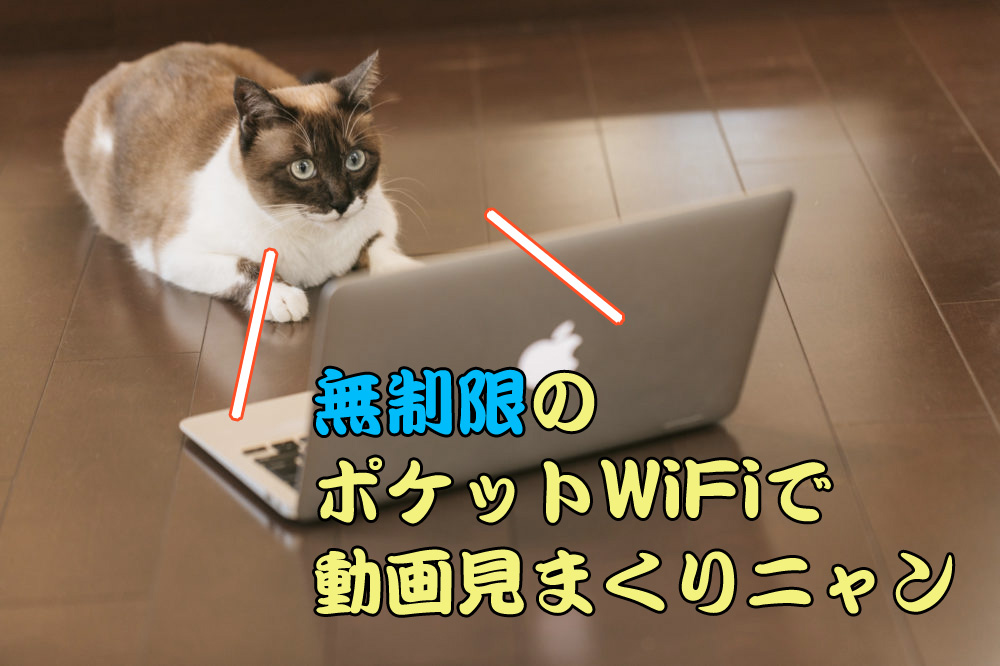 無制限ポケットWiFiを使いこなす猫